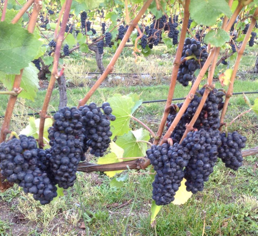 'The Crib' On Legacy Vineyard Villa Alexandra Oda fotoğraf